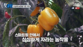 도심에 농장을 지은 이유 - kakaoTV 도심에 농장을 지은 이유