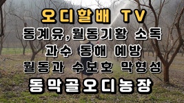 오디농장 뽕나무 동계유와 월동기황으로 오디농장 소독했어요 - kakaoTV 오디농장 뽕나무  동계유와 월동기황으로 오디농장 소독했어요