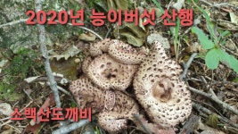 능이버섯산행~ 소백산 능이버섯..능이버섯 자생지 - kakaoTV 능이버섯산행~ 소백산 능이버섯..능이버섯 자생지