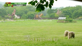 사계절 아름다운 풍경을 선사하는 낙농체험 목장[주말여행 산이 좋다2-예산덕숭산편] - kakaoTV 사계절 아름다운 풍경을 선사하는 낙농체험... 