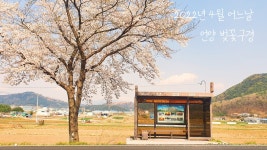 언양작천정 알프스온천로 벚꽃길 드라이브 영상입니다. - kakaoTV 언양작천정 알프스온천로 벚꽃길 드라이브 영상입니다.