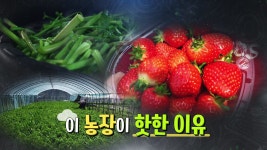 이 농장이 핫한 이유 - kakaoTV 이 농장이 핫한 이유