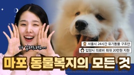 마포동물복지의 모든것!ㅣ마포 동물복지계획 2025ㅣ - kakaoTV [스토리M]  사람과 동물의 건강한 공존!! 마포동물복지의 모든것!ㅣ마포... 