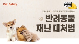 반려동물 재난 대처법, 대한안전교육협회와 알아볼까요? [대한안전교육협회] - kakaoTV 반려동물 재난 대처법, 대한안전교육협회와 알아볼까요?... 