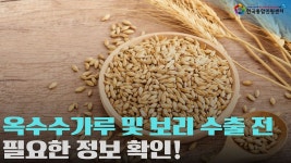 옥수수가루, 보리 수출 전 꼭 준비해야하는 서류는? - kakaoTV 옥수수가루, 보리 수출 전 꼭 준비해야하는 서류는?