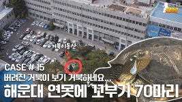 해운대구청에 거북이 70마리가 있는 이유! l 맹탐정 코남 CASE.15 - kakaoTV 해운대구청에 거북이 70마리가 있는 이유! l 맹탐정 코남... 