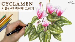 수줍은 겨울꽃 | 시클라멘 색연필 그리기 | 꽃 그림 보태니컬아트 배우기 37-3 - kakaoTV 수줍은 겨울꽃 | 시클라멘 색연필 그리기 | 꽃 그림... 