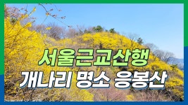 응봉산 등산코스 / 개나리 군락지 / 서울근교산행 / 서울 가볼만한 곳... 개나리 군락지 / 서울근교산행 / 서울 가볼만한 곳 / 봄꽃산행... 