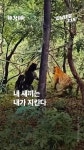 호랑이와 맞서 싸운 어미곰 [강남대로315] - kakaoTV “내 새끼는 내가 지킨다”... 호랑이와 맞서 싸운 어미곰 [강남대로315]
