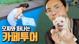 [인천개떼 놀이터]★ 반려견 카페 동반식당_여제모찌♥ - kakaoTV [인천개떼 놀이터]★ 반려견 카페 동반식당_여제모찌♥