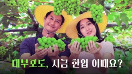 대부포도... 지금 한 입 어때요?🍇 - kakaoTV 대부포도... 지금 한 입 어때요?🍇