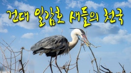봄이오는 건국대 일감호, 건대 일감호 새들의 천국, 왜가리 가족... 건국대 일감호, 건대 일감호 새들의 천국, 왜가리 가족, 진주쌤컴교실