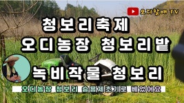 오디농장 녹비작물 로 파종한 청보리 베는날 - kakaoTV 오디농장 녹비작물 로 파종한 청보리 베는날
