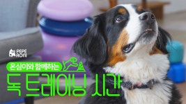 온심이와 함께하는 강아지 트레이닝🐾 Dog Training with... 강아지 트레이닝🐾 Dog Training with Onshim: Fun Exercises