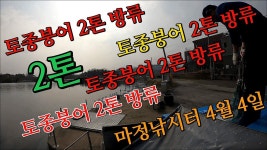 토종붕어 방류 2톤? 2톤? - 마정낚시터 4월 4일 - - kakaoTV 토종붕어 방류 2톤? 2톤? - 마정낚시터 4월 4일 -