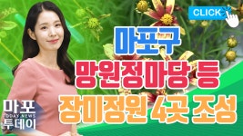마포구, 망원정마당 등 장미정원 4곳 조성 外 / 마포투데이 (22. 7. 8) - kakaoTV 마포구, 망원정마당 등 장미정원 4곳 조성 外 / 마포투데이... 