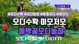 2020오디수확 이모 저모 - kakaoTV 2020오디수확 이모 저모
