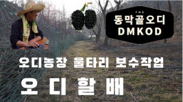 오디농장 야생동물 피해예방 울타리 보수작업 - kakaoTV 오디농장 야생동물 피해예방 울타리 보수작업