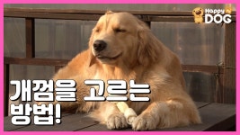 개껌을 고르는 방법! [무엇이든 물어보 개! | 해피독TV HappyDogTV][EN] - kakaoTV 개껌을 고르는 방법! [무엇이든 물어보 개!... 