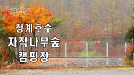젊고 힙스러워 MZ들과 연인들이 반하고 마는 포천 청계호수 자작나무숲캠핑장 - kakaoTV 젊고 힙스러워 MZ들과 연인들이 반하고 마는 포천... 