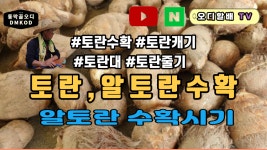 토란수확시기에 알토란수확하기 - kakaoTV 토란수확시기에 알토란수확하기