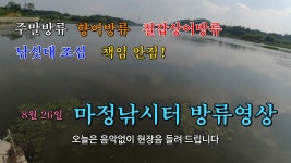 마정낚시터 8월 26일 철갑상어,향어 방류 - kakaoTV 마정낚시터 8월 26일 철갑상어,향어 방류