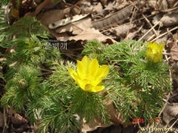 풀베개 : 인터넷식물도감 - 도채꾼들 못 말려!