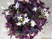 풀베개 : 인터넷식물도감 - 이름좀 알려주세요