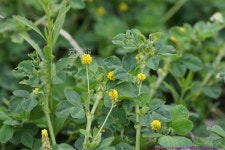 풀베개 : 인터넷식물도감 - 무슨 식물입니까?