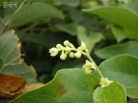 풀베개 : 인터넷식물도감 - 댕댕이덩굴