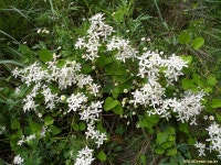 풀베개 : 인터넷식물도감 - 이름이 무었인가요