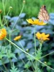 할머니꽃마트 - 15391 | 5050할머니댁에 다녀왔습니다꽃접사
