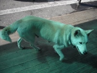 외가 강원도 영월 갔다와서 올라오면서 찍은 사진들입니다