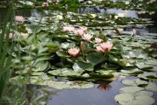 양수리 세미원에 다녀왔습니다