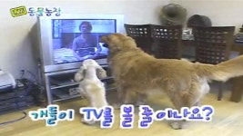 TV 동물농장 173회 무료보기-SBS ALL VOD 173회 TV 동물농장 : All VOD