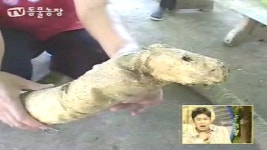 TV 동물농장 173회 무료보기-SBS ALL VOD 173회 TV 동물농장 : All VOD