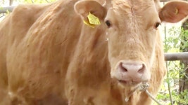 TV 동물농장 761회-SBS ALL VOD 761회 TV 동물농장 : All VOD