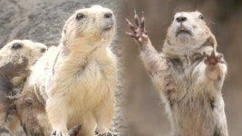 TV 동물농장 761회-SBS ALL VOD 761회 TV 동물농장 : All VOD