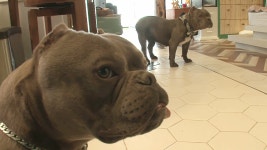 TV 동물농장 816회 무료보기-SBS ALL VOD 816회 TV 동물농장 : All VOD