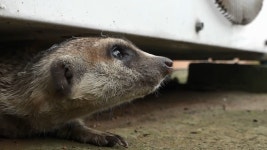 TV 동물농장 881회-SBS ALL VOD 881회 TV 동물농장 : All VOD