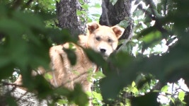 TV 동물농장 881회-SBS ALL VOD 881회 TV 동물농장 : All VOD