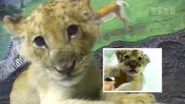 TV 동물농장 16회 무료보기-SBS ALL VOD 16회 TV 동물농장 : All VOD