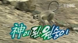 TV 동물농장 16회 무료보기-SBS ALL VOD 16회 TV 동물농장 : All VOD