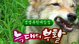 TV 동물농장 18회 무료보기-SBS ALL VOD 18회 TV 동물농장 : All VOD