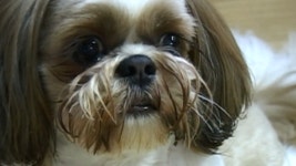 TV 동물농장 16회 무료보기-SBS ALL VOD 16회 TV 동물농장 : All VOD