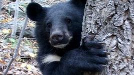 TV 동물농장 37회 무료보기-SBS ALL VOD 37회 TV 동물농장 : All VOD