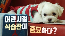 TV 동물농장 914회 무료보기-SBS ALL VOD 914회 TV 동물농장 : All VOD