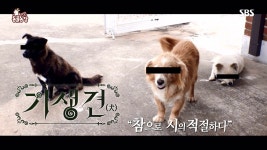 TV 동물농장 933회 무료보기-SBS ALL VOD 933회 TV 동물농장 : All VOD