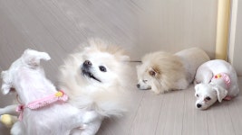 TV 동물농장 948회 무료보기-SBS ALL VOD 948회 TV 동물농장 : All VOD