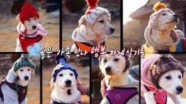 TV 동물농장 948회 무료보기-SBS ALL VOD 948회 TV 동물농장 : All VOD